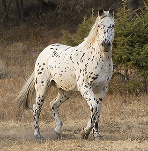 Outlaw, Dallas' horse